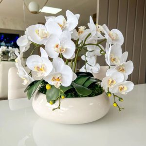 Chậu Hoa Lan Hồ Điệp